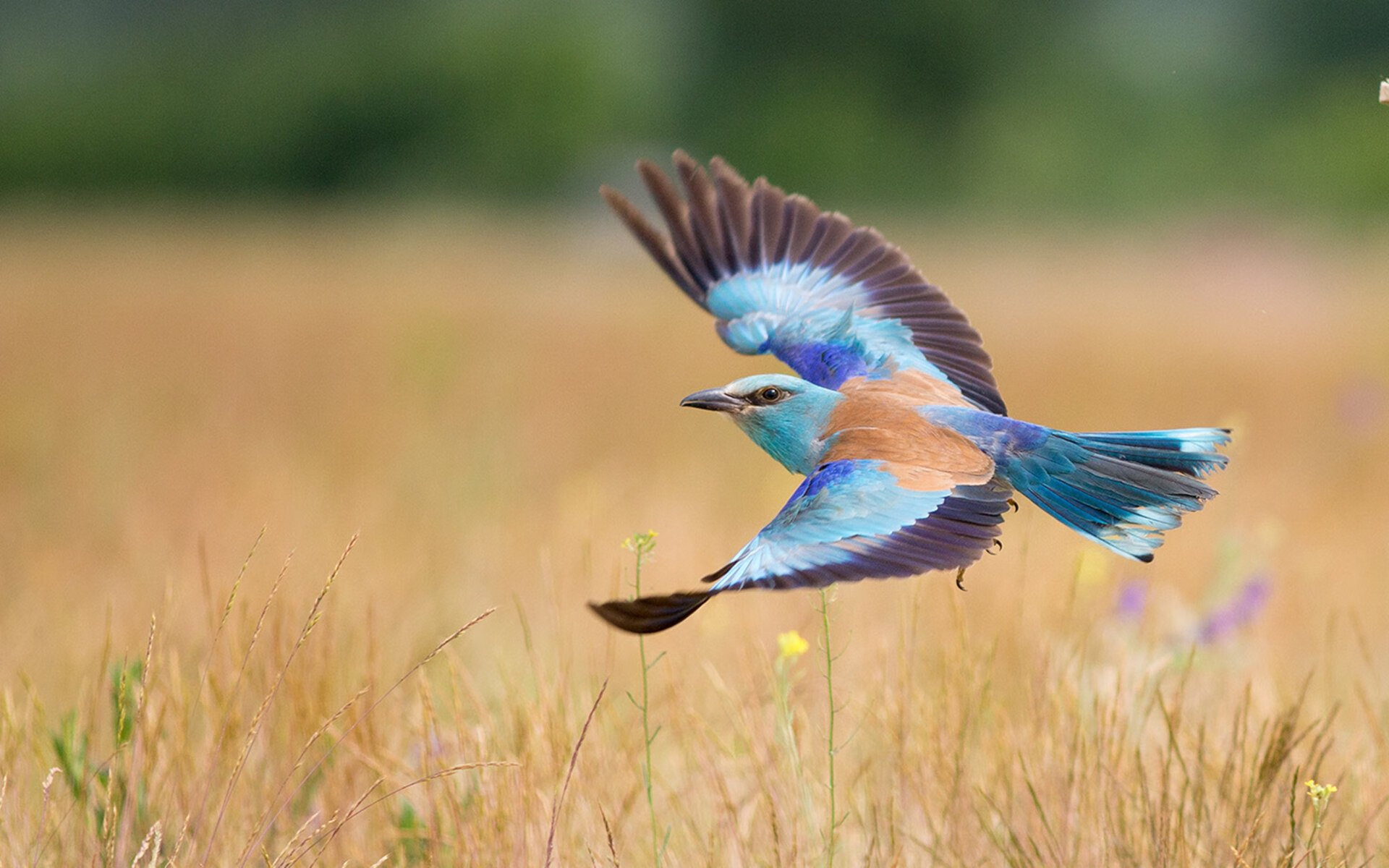 封锁与利刃，当步行者铁壁遭遇孟菲斯死神