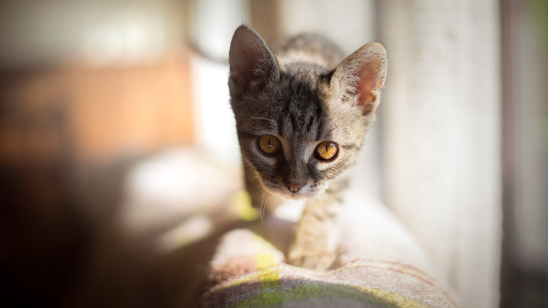 东方试金石，浙江队与利拉德的跨海对决