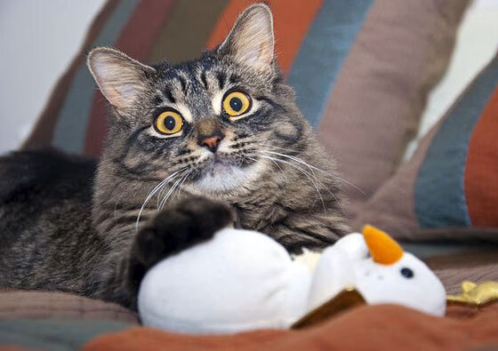 德式铁骑碾过美利坚,阿什拉夫东决封神之战