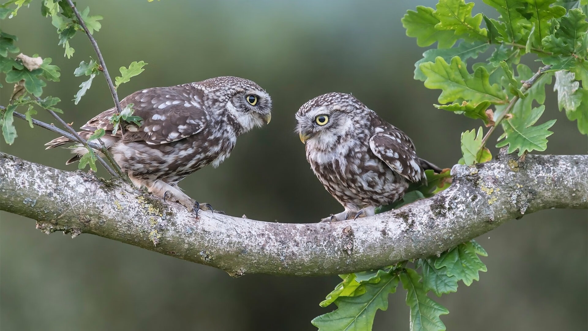 节奏之王，步行者以独有节奏驯服独行侠，布克一手导演胜利篇章