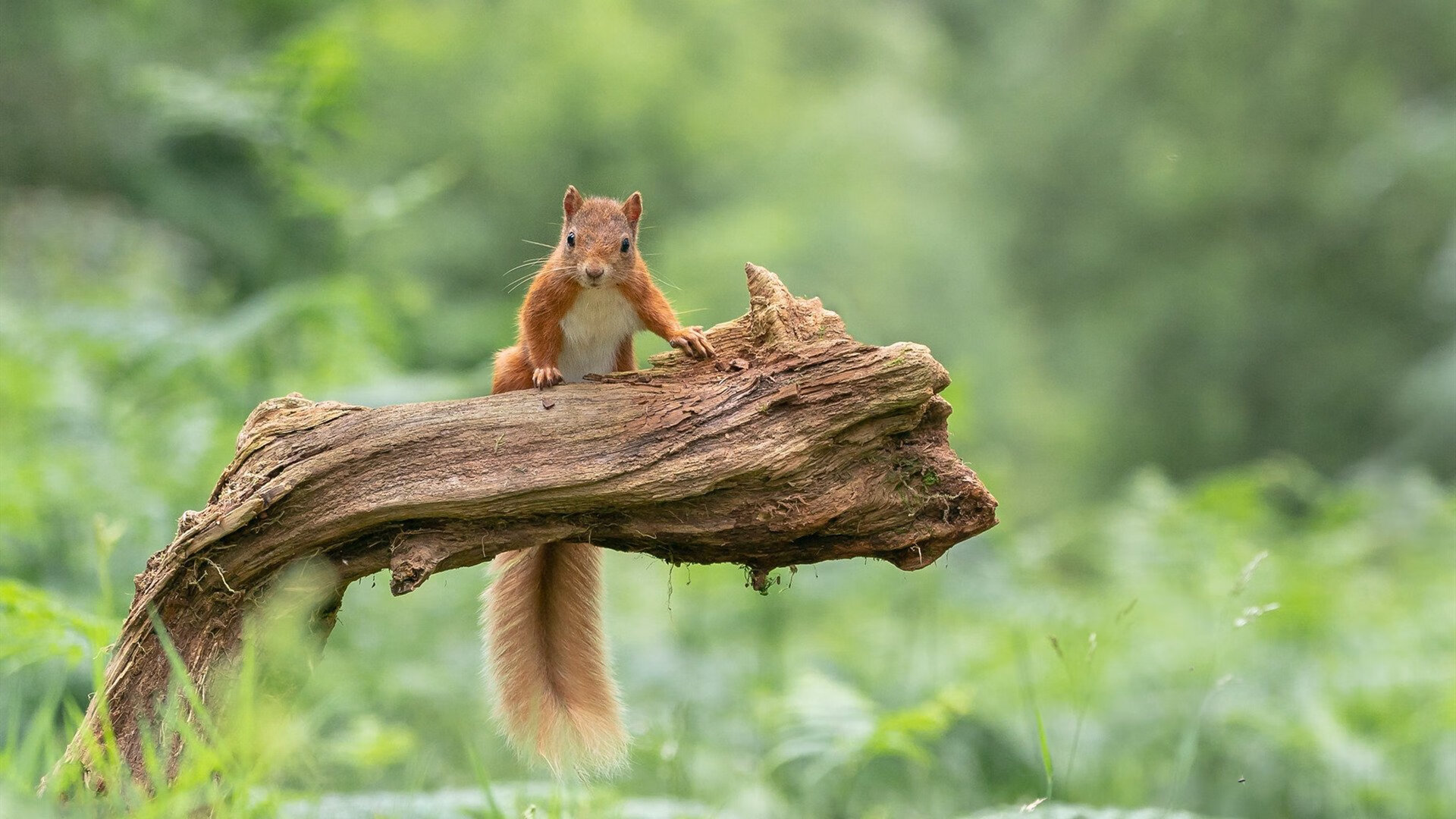 奥运关键战之夜，那个用减速杀死比赛的人