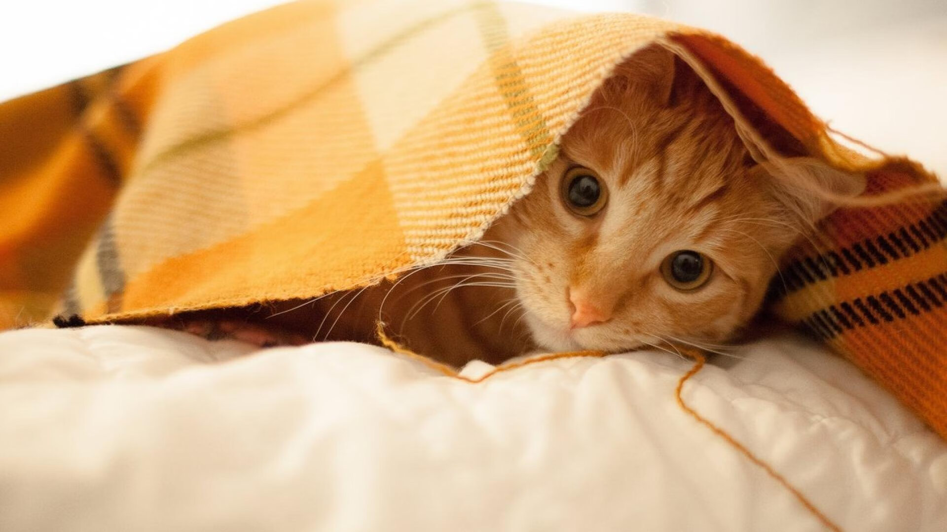 跨越竞技场的热血共振，黄蜂鏖战广东之夜，西亚卡姆欧冠时刻的全球启示