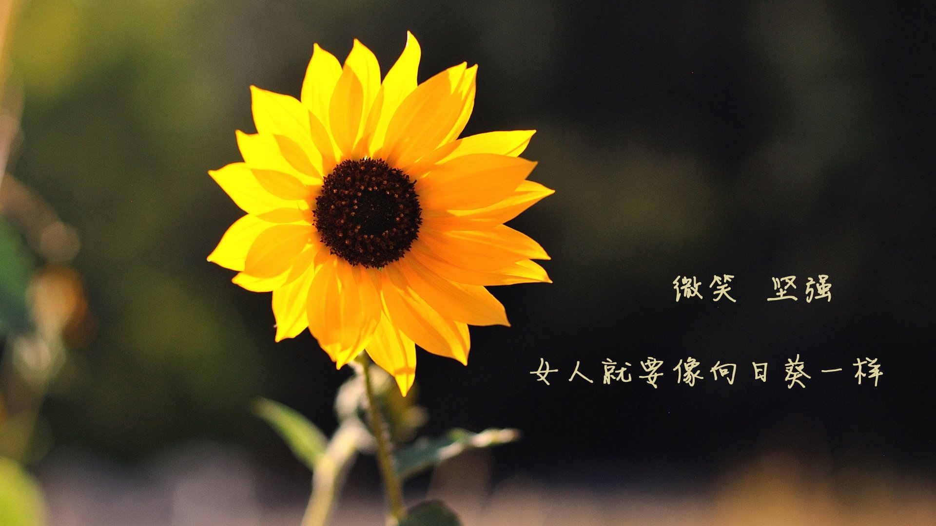 当北欧神话撞上桑巴之魂，2026世界杯B组，内马尔在瑞典与丹麦的宿命对决中书写唯一篇章