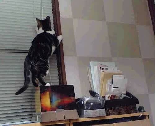 温布利的黄昏，写下了蓝武士的姓名，一场属于加维与日本武士的唯一性史诗