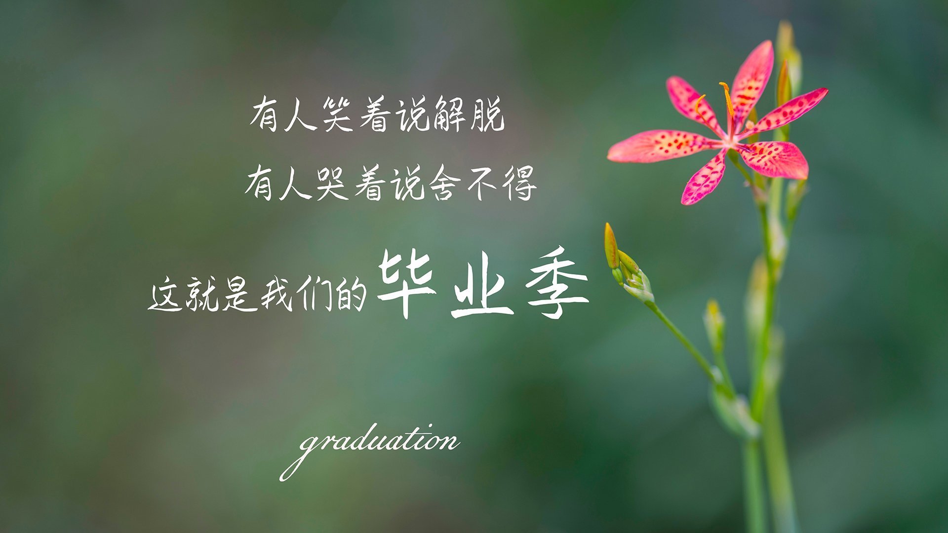 美加墨世界杯焦点战，凯恩身披黄衫，巴西控球制胜韩国